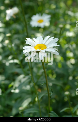 White daisies in the Rennaisance garden of 16th century Tvrdalj Castle in Stari Grad on Hvar, Croatia Stock Photo