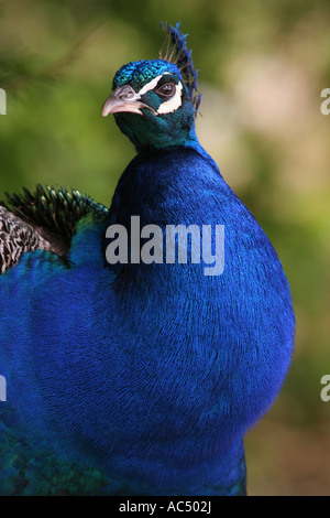 Closeup of a common Peacock displaying bright blue green and brown feathers and markings, at Paignton Zoo Devon UK Stock Photo