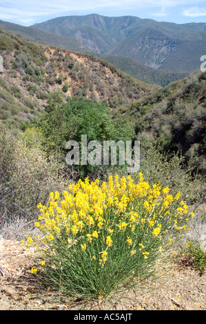 Los Padres National Forest, CA, USA - May 21, 2021: Sparsely green ...