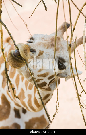 A giraffe (Giraffa camelopardalis) eating the bark from some twigs Stock Photo