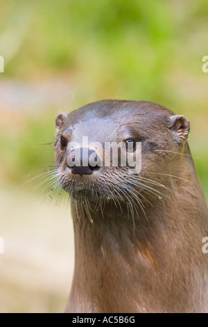 A northern river otter (Lontra canadensis) Stock Photo