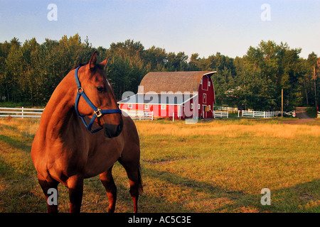 Horse at Dawn and red barn, Alberta Canada