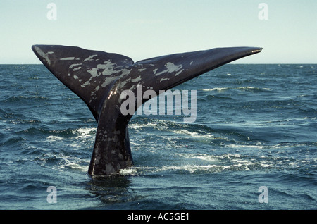 Southern right whale tail, Peninsula Valdes, Patagonia, Argentina Stock ...
