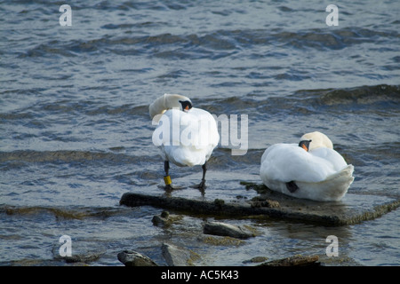 dh Mute Swans SWANS UK Two swans with heads nestling into their body sheltering from the wind birds cygnus olors olor swan Stock Photo