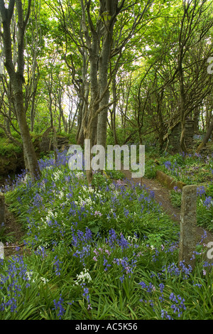 dh Bigswell STENNESS ORKNEY Bluebells woodland stream Burn of Russadale ...