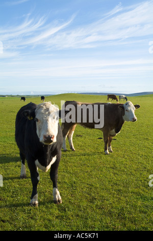 dh Young beef cows STENNESS ORKNEY Scotland Grazing in green field pastures pasture herd livestock uk cow fields scottish farming cattle arable Stock Photo