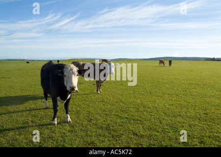 dh  STENNESS ORKNEY Young beef cows grazing in green field pastures cattle herd cow uk arable livestock Stock Photo