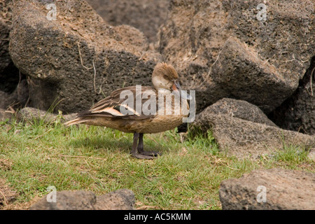 White cheeked Pintail Anas bahamensis galapagensis some times known as the Galapagos Pintail Stock Photo