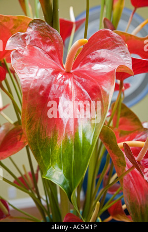 Anthurium Waianuhea Bed Breakfast Hamakua Coast Island of Hawaii Stock Photo