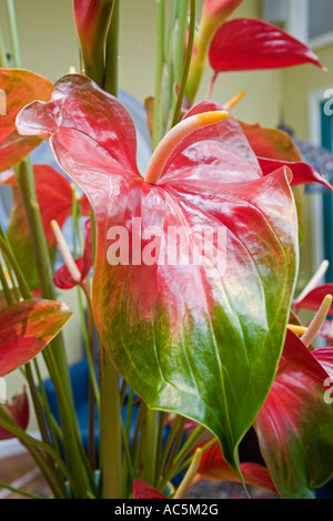 Anthurium Waianuhea Bed Breakfast Hamakua Coast Island of Hawaii Stock Photo