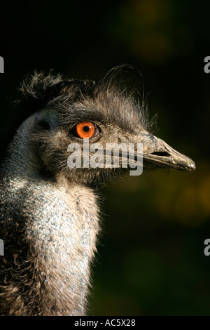 Emu dromaius novaehollandiae Stock Photo