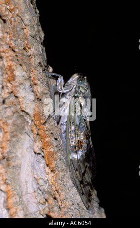 Cicada, Cicada orni Stock Photo