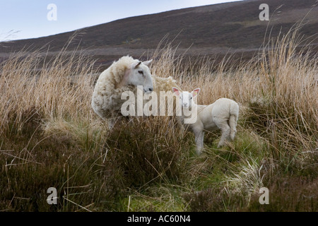 Lambs and hill sheep on Scottish Moorland, near  Braemar Cairngorm National Park scotland, uk Stock Photo