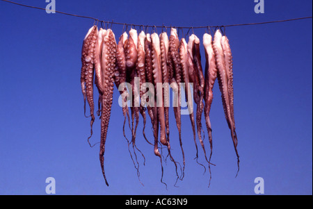 Greece Crete Octopuses hanging on a line to dry Stock Photo