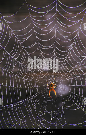 Spider and dewdrops on perfect cobweb Stock Photo