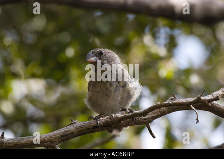 Medium Tree Finch on Floreana island Galapagos Stock Photo