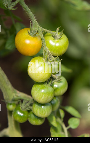 Branch of unripe tomatoes ( Lycopersicon lycopersicum ) , Finland Stock Photo