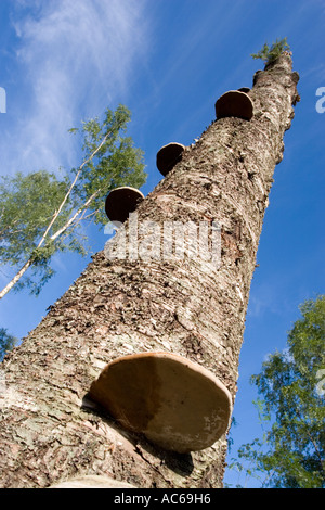 Old dead standing Birch ( Betula ) tree trunk filled with bracket fungus , Finland Stock Photo