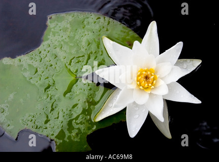 One isolated Northern water-lily ( Nymphaea candida ) blooming , Finland Stock Photo
