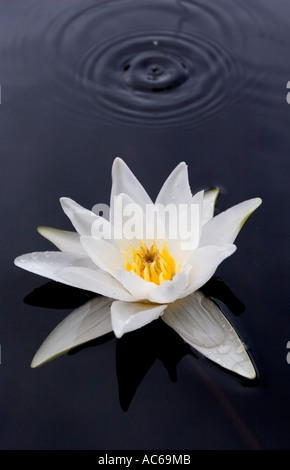 Northern water-lily ( Nymphaea candida ) blooming , Finland Stock Photo