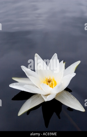 Northern water-lily ( Nymphaea candida ) blooming , Finland Stock Photo