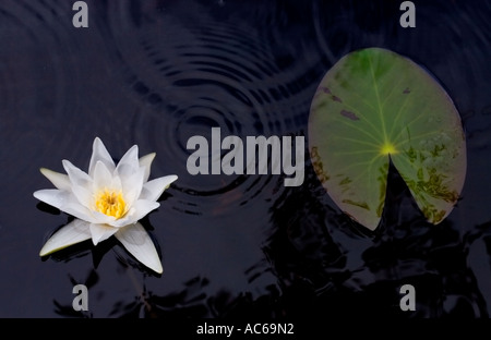 One isolated Northern water-lily ( Nymphaea candida ) blooming , Finland Stock Photo