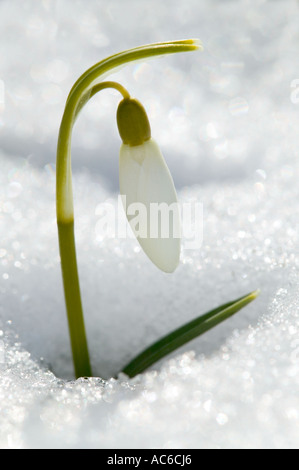Snowdrop Stock Photo