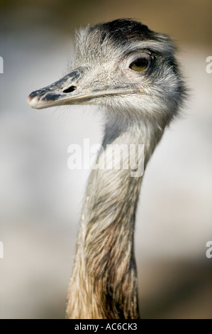 The American Rhea Stock Photo