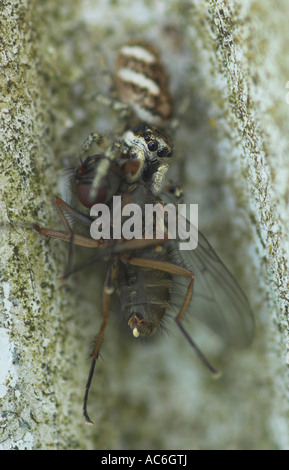 Zebra spider Salticus scenicus with prey Stock Photo