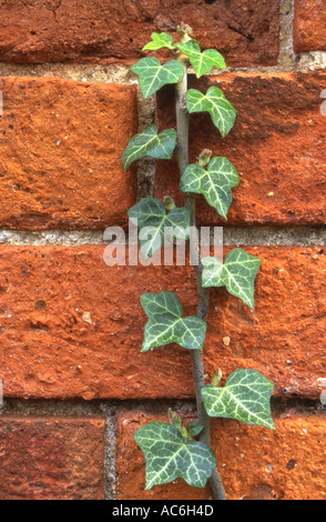 Ivy climbing on brick wall Hedera helix Stock Photo