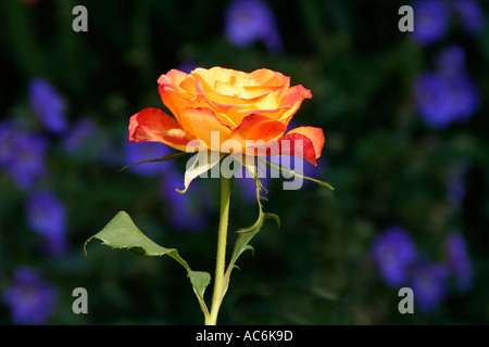 Close up of rose Tequila Sunrise with a out of focus background Stock Photo