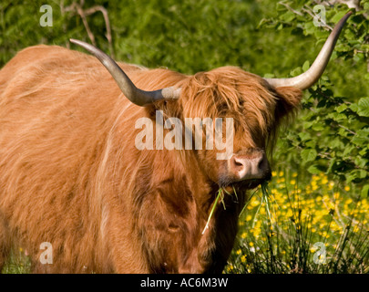 Brown highland cattle with horns and shaggy hair Stock Photo