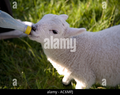 Overhead view of lamb taking bottle-fed Stock Photo