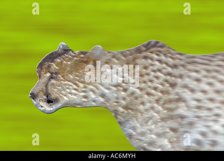 Computer manipulated graphic of a speeding cheetah Stock Photo