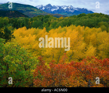 Uncompagre National Forest CO Fall colored oak and cottonwood trees in East Dallas Creek valley below the San Juan range Stock Photo