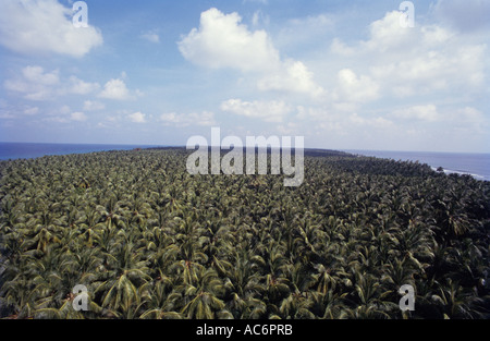 COCONUT CANOPY AGATHI ISLAND Stock Photo