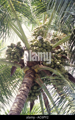 LAKSHADWEEP MICRO COCONUTS Stock Photo