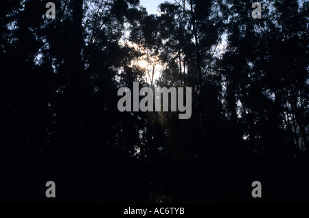 FOREST INTERIORS KARNATAKA Stock Photo
