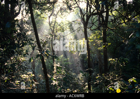 JUNGLE INTERIORS KARNATAKA Stock Photo