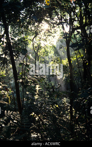 JUNGLE INTERIORS KARNATAKA Stock Photo