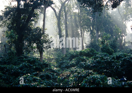 JUNGLE INTERIORS KARNATAKA Stock Photo