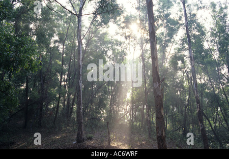 JUNGLE INTERIORS KARNATAKA Stock Photo