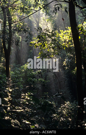 JUNGLE INTERIORS KARNATAKA Stock Photo