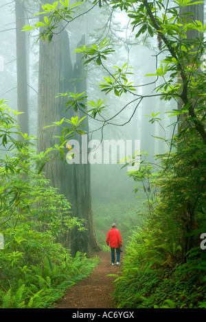 Redwood forest, hiker on trail, Stock Photo