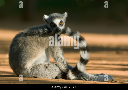 Ring-tailed Lemur (Lemur catta) Berenty Reserve, Southern MADAGASCAR Stock Photo
