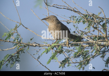 The Arabian Babbler, Turdoides squamiceps Stock Photo - Alamy