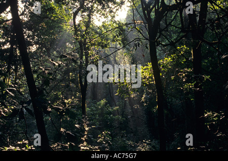 JUNGLE INTERIORS KARNATAKA Stock Photo