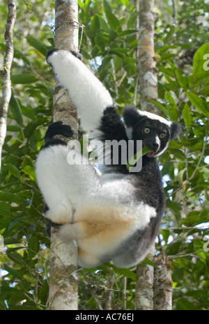Indri lemur (Indri indri) Feeding in trees Analamazaotra-Perinet Special Reserve, Eastern Madagascar Stock Photo