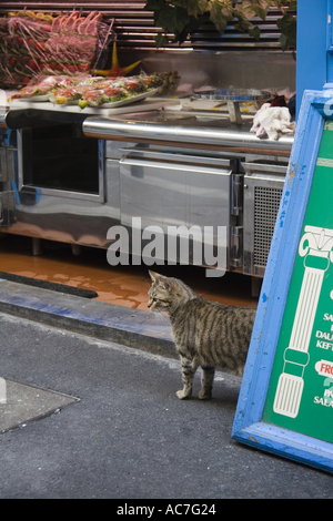 Tabby cat walks out from behind restaurant sign on Rue de La Huchette near Place St Michel Paris France Stock Photo