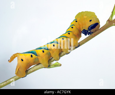 Death's Head Hawkmoth larva Stock Photo